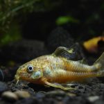 bottom feeder fish
