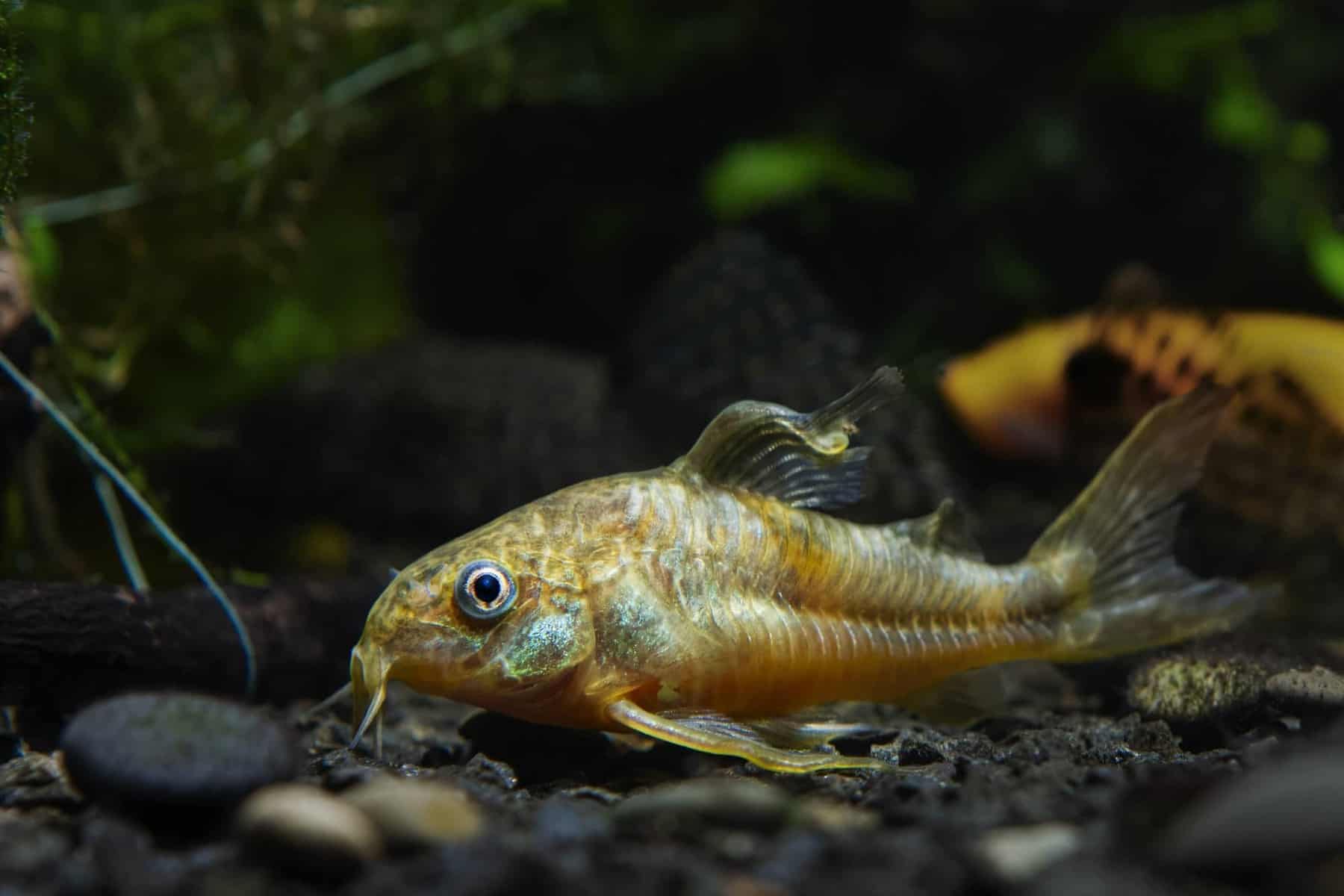  16 Best Freshwater Bottom Feeder Fish for Your Tank