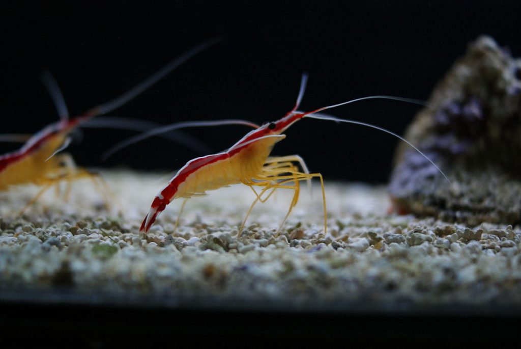 shrimp bottom feeder fish