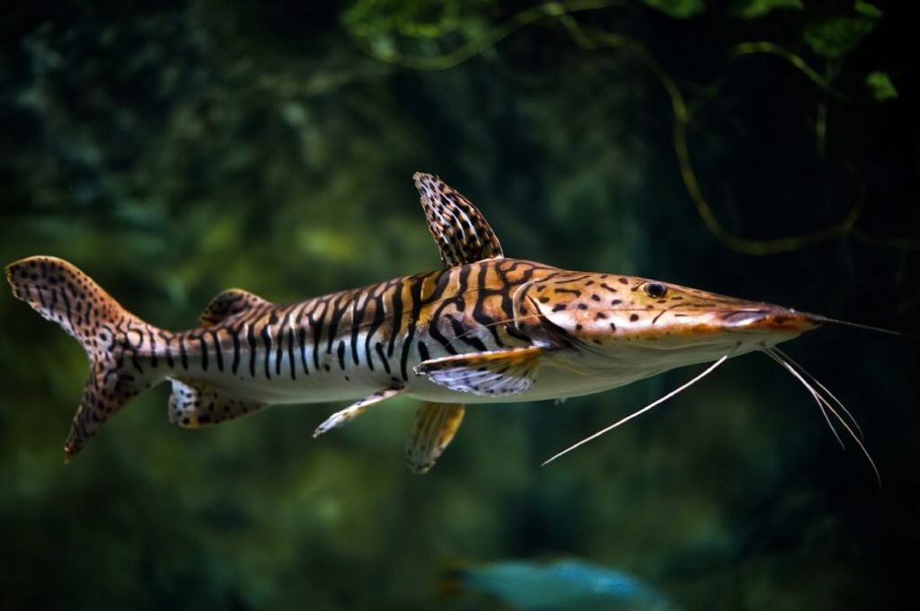 tiger shovelnose catfish bottom feeder fish