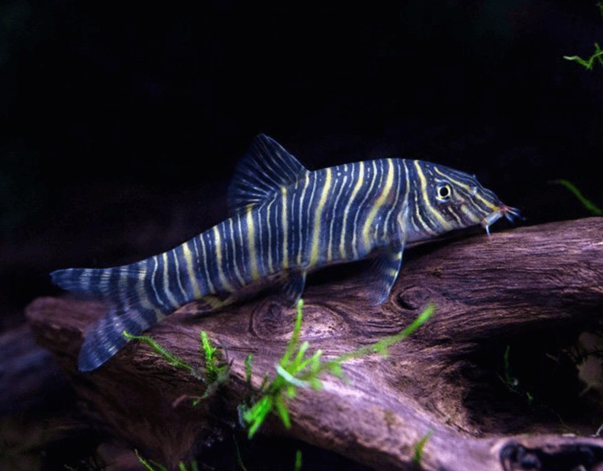 Zebra Loach The Complete Guide to Keeping Your Fish Healthy