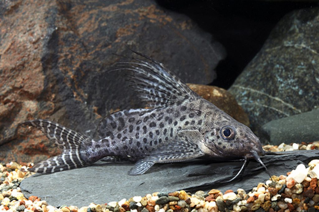 what is synodontis catfish
