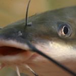 what is channel catfish