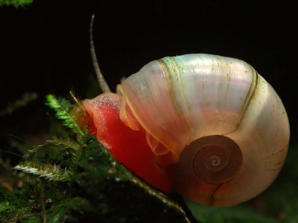 ramshorn snail conclusion
