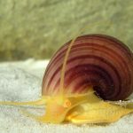 mystery snail