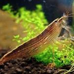 bamboo shrimp