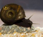 ramshorn snail